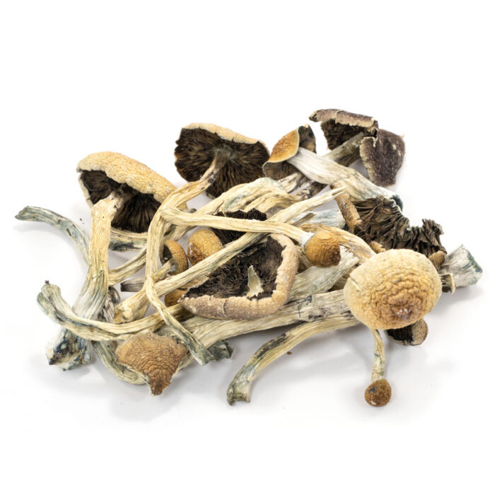 Amazonian Cubensis Mushrooms available online