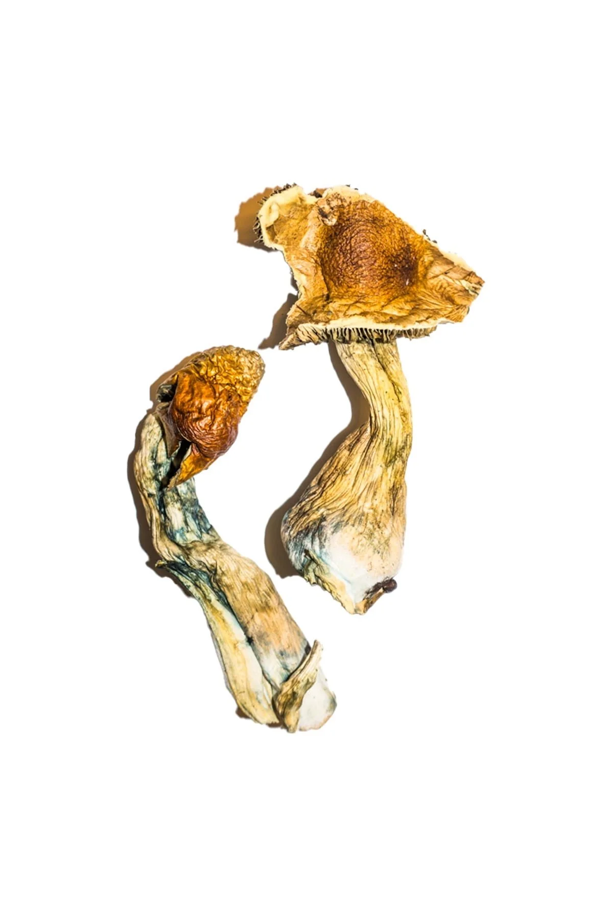 Buy B+ Magic Mushrooms Online