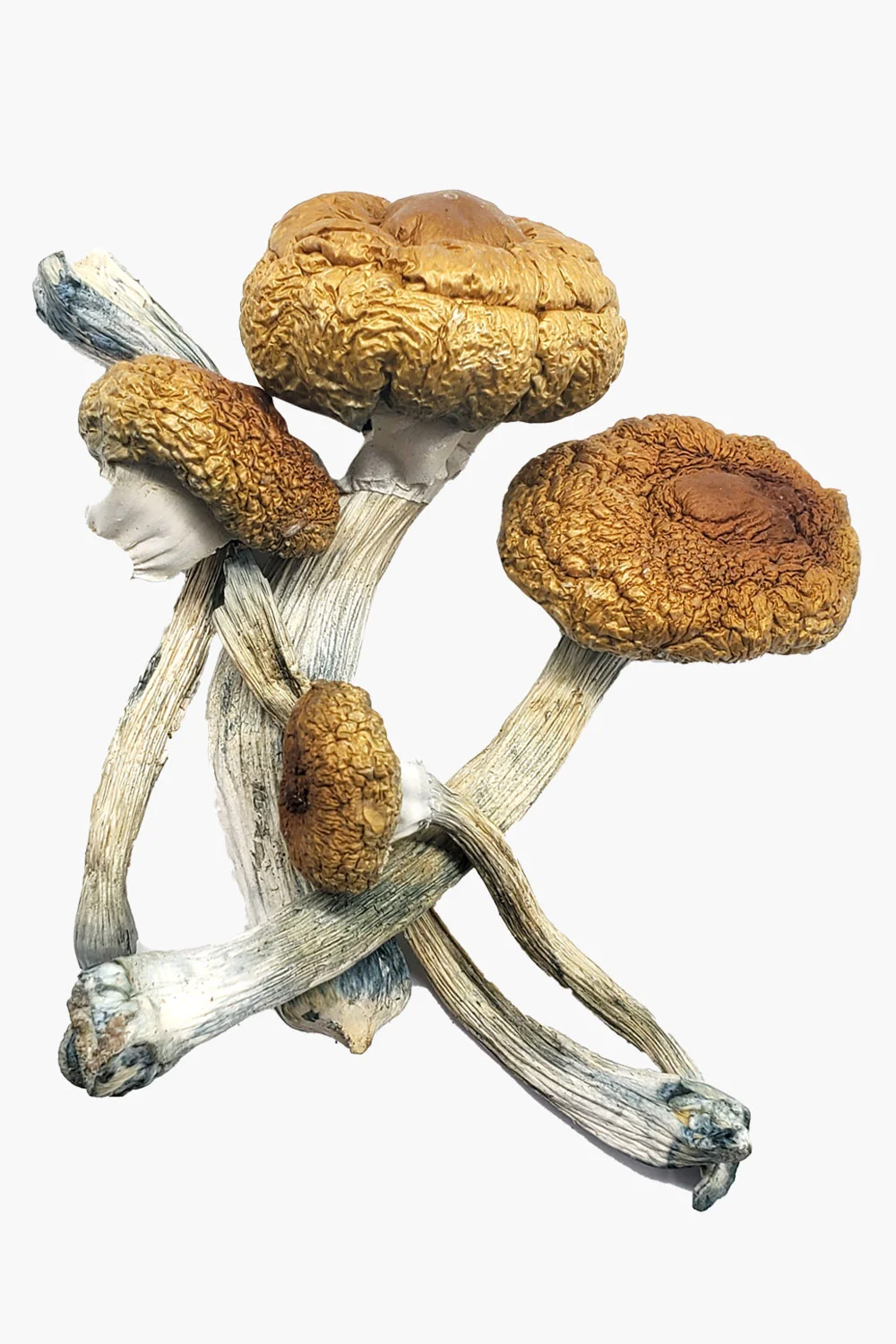 Costa-Rican-Magic-Mushrooms-1 Buy Costa Rican Magic Mushrooms Online