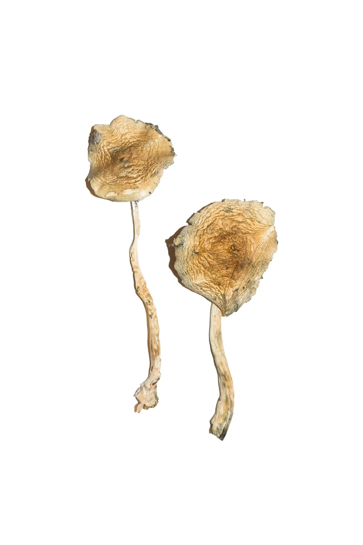 Cuban-Magic-Mushrooms Buy Cuban Magic Mushrooms Online