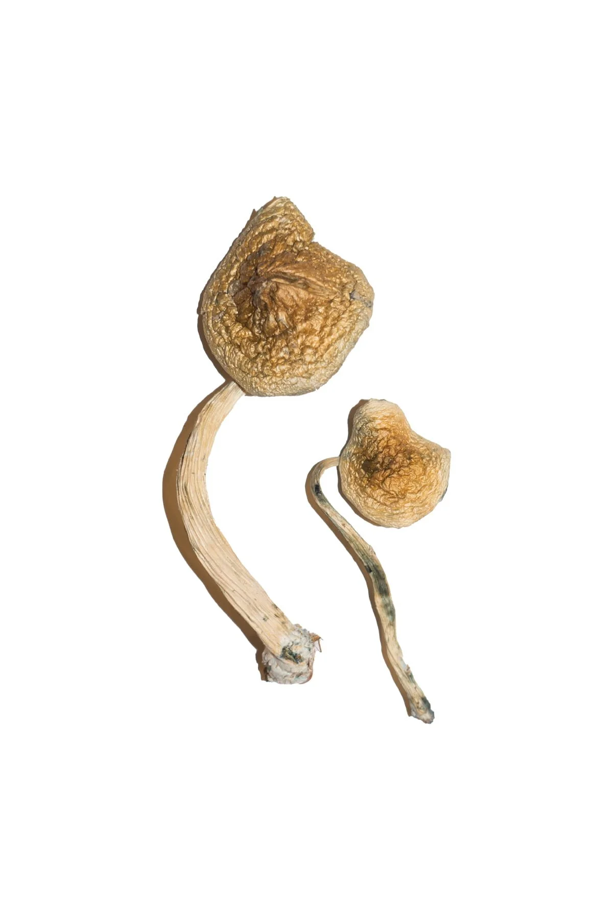 Cuban-Shrooms Buy Cuban Mushrooms Online