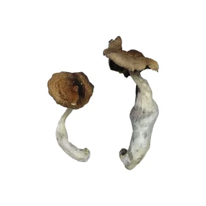 Buy Koh Samui Magic Mushrooms Online