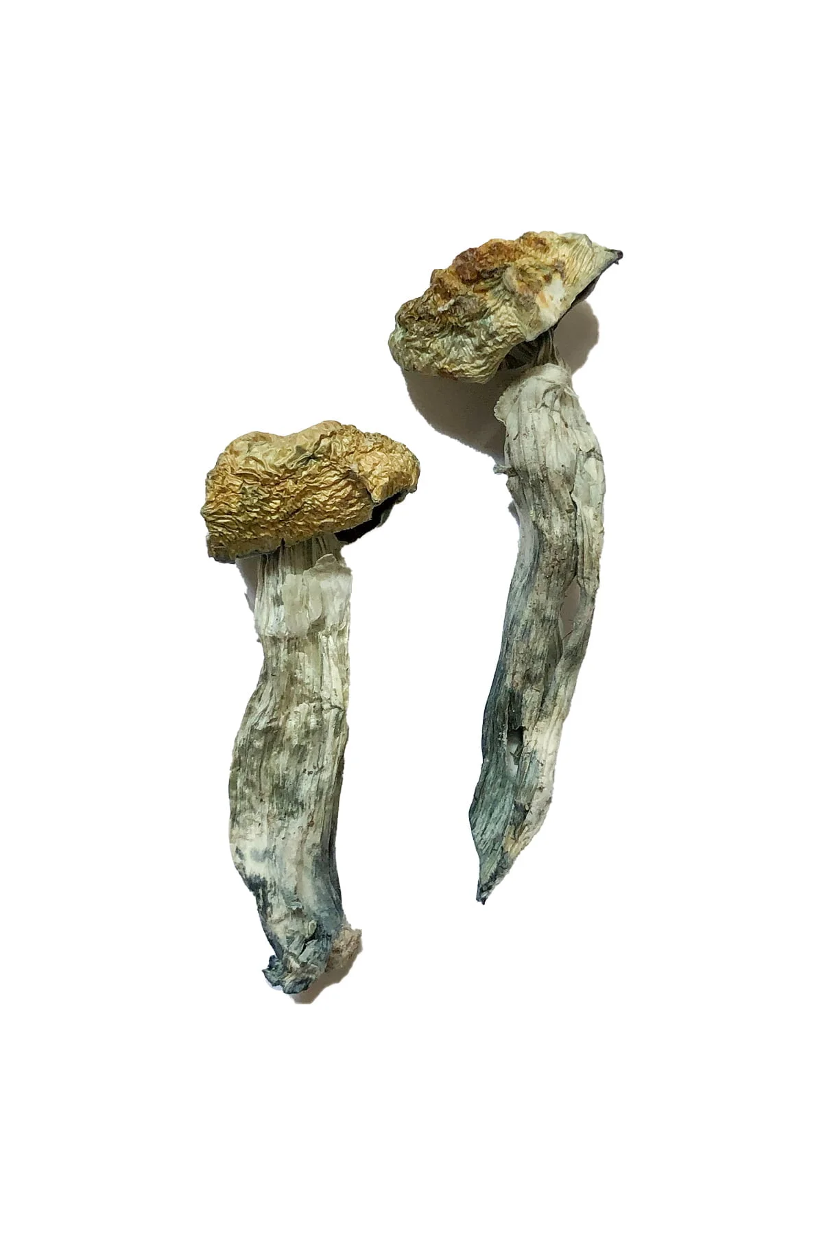 Buy Mazatapec Magic Mushrooms Online