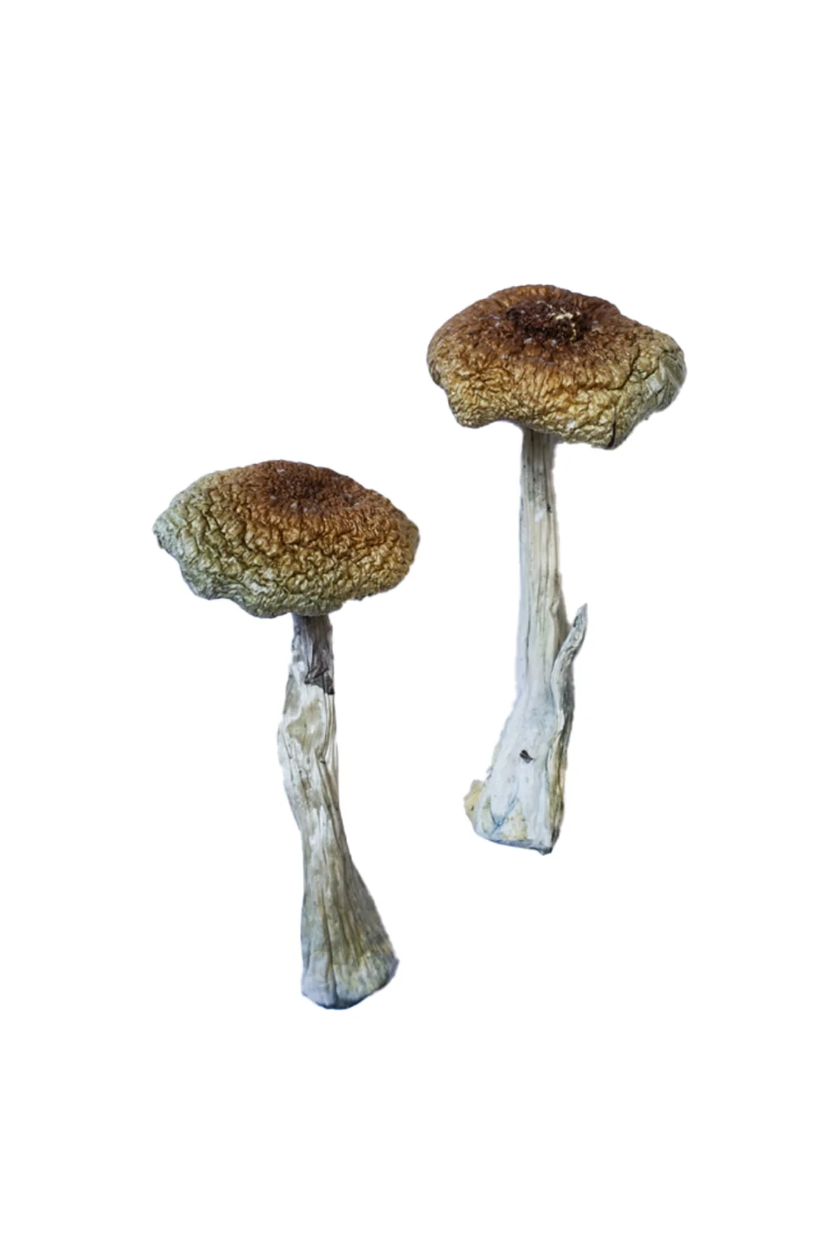Buy Psilocybe Aztecorum Magic Mushrooms Online
