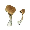 Buy Texas Yellow Cap Magic Mushrooms