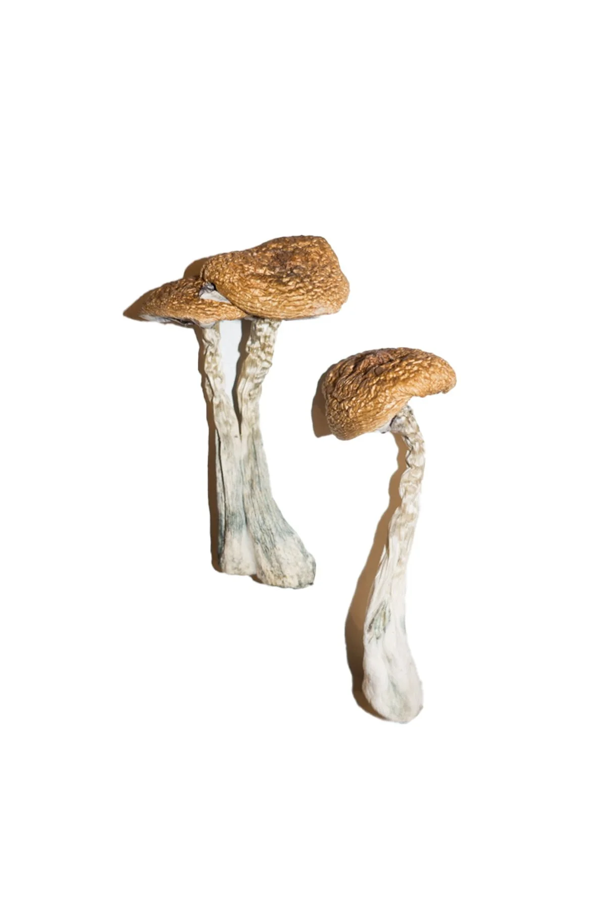 Buy Wavy Caps Magic Mushrooms Online